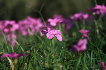 Sticker - Close up of pink promise flowers on a sunny day with green blurred in background