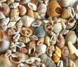 Fototapeta Łazienka - Seashell background, lots of amazing seashells mixed with stones