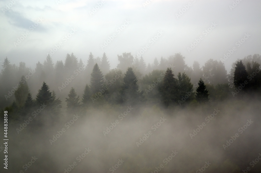 Las we mgle krajobraz - obrazy, fototapety, plakaty 