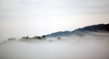 Fototapeta Fototapety na ścianę - Krajobraz leśny wierzchołki drzew las we mgle	
