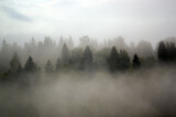 Fototapeta Na ścianę - Las we mgle krajobraz