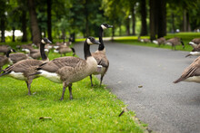Big Group Of Canadian Geese Walking In Valkenburg Park In Breda City Centre, The Netherlands, While Eating Green Grass From The Field While Being Surrounded By Trees And Greenery