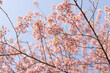 Flores cerejeiras em primeiro plano com céu azul ao fundo 
