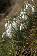 Poster - Snowdrops (Galanthus nivalis) flowering on grassy bank in Swiss village of Maienfeld