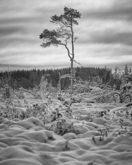 Wall Mural - tree in the snow