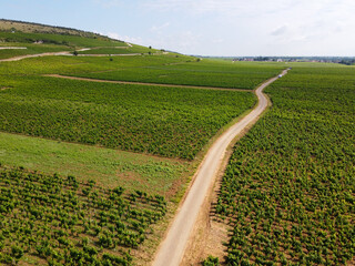 Aerian view on green grand cru and premier cru vineyards with rows of pinot noir grapes plants in Cote de nuits, making of famous red Burgundy wine in Burgundy region of eastern France.