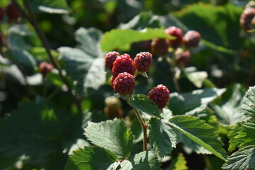 Wall Mural - Blackberries