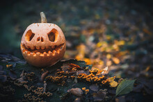 Glowing Jack O Lantern, With An Evil Face. Carved Pumpkin For Halloween On Tree Overgrown With Mushrooms In Mysterious Forest. Halloween Evening Gray Background With Place For Text. Copy Space