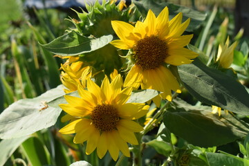 Wall Mural - Sunflowers