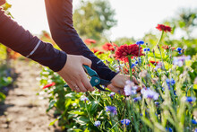 Woman Gardener Picks Red Zinnias And Blue Bachelor Buttons In Summer Garden Using Pruner. Cut Flowers Harvest