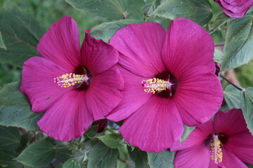 Poster - Bright Pink Flowers