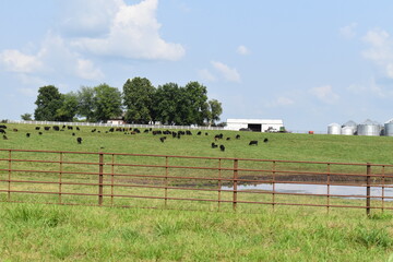 Poster - Cows in a Field