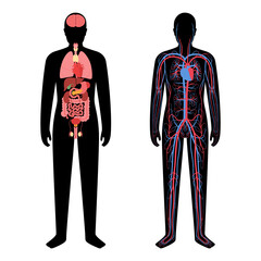 Sticker - Circulatory system concept