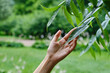 © Iuliia Pilipeichenko - Girl hand touches the leaves of a tree in the forest. Forest ecology. Wildlife, wild life. Earth Day. Traveler girl in a beautiful green forest or park. Conservation, ecology, environment concept