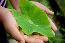 Closeup Of A Hand Holding A Fresh Green Arabileaf With Waterdrops In A Garden