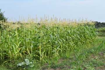 Canvas Print - Corn Plants in a Garden