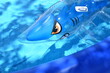 © Steve - Shark Pool Toy in a Swimming Pool