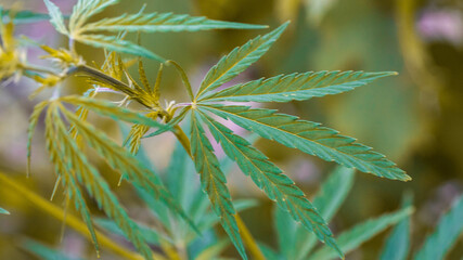 Green leaves of legal medical marijuana. Approved medicinal hemp. Cannabis treatment. Legalize the use of marijuana.