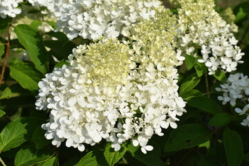 Wall Mural - White Flower