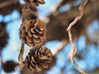 Poster - Close up of dry Loblolly pine on the tree with blurred brown tree in background