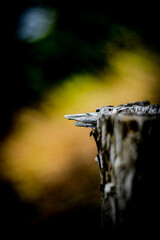 Wall Mural - Selective focus shot of tree stump texture