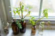 © Holly Clark/Stocksy - Glass bottles full of plant cuttings in windowsill