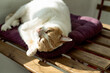 © Tessy Morelli/Stocksy - Cat on the table