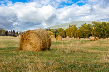 Wall Mural - Large round hay bale in autumn on a farmer's field with an abundance of white clouds in the background sky