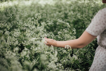 Woman's Arm And Hand Touching Cow Parsley