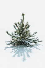 A Pine Tree In A Snowy Field