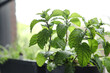 © Anna Tabakova/Stocksy - Mojito mint growing near the window indoors