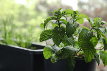 Mojito Mint Growing Near The Window Indoors
