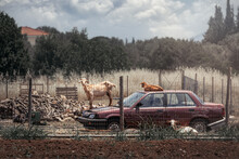 Goats Resting On A Car
