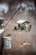Bird Feeder During Snow Fall
