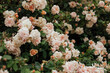 © Blue Collectors/Stocksy - Cream garden roses