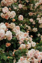 Cream Garden Roses