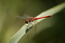 Red-veined Darter Dragonfly Resting.
