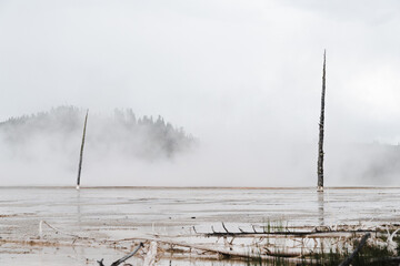 Wall Mural - Dead trees in Yellowstone National Park. 