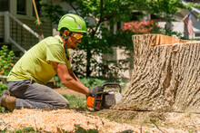 Tree Removal Worker Cutting A Tree Trunk At The Base