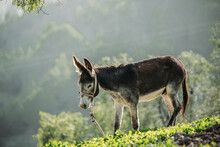 Donkey On Blurred Nature Background