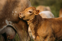 Little calf standing near cow