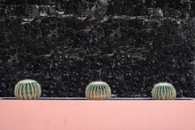 Round Cactus Growing At Flowerbed Beside Stone Wall On Street In Daylight