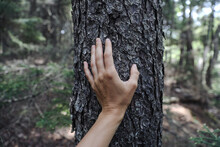 Hand Touching Tree Trunk