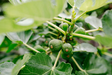 Close-up Of Figs Growing On Tree