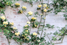 Climbing Vine With Yellow Flowers