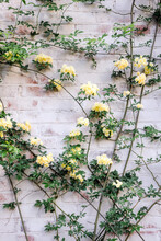 Climbing Vine With Yellow Flowers