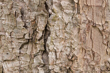 Dragon Spruce Tree Bark