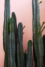 Closeup Cute Cactus Plant Background, Outdoor Balcony