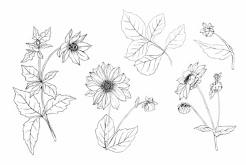 Wall Mural - Set of meadow flowers of Dahlias in vector. Black and white art line.