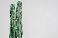 Trendy Plants On White Content. Cactus On White Background Wall.
